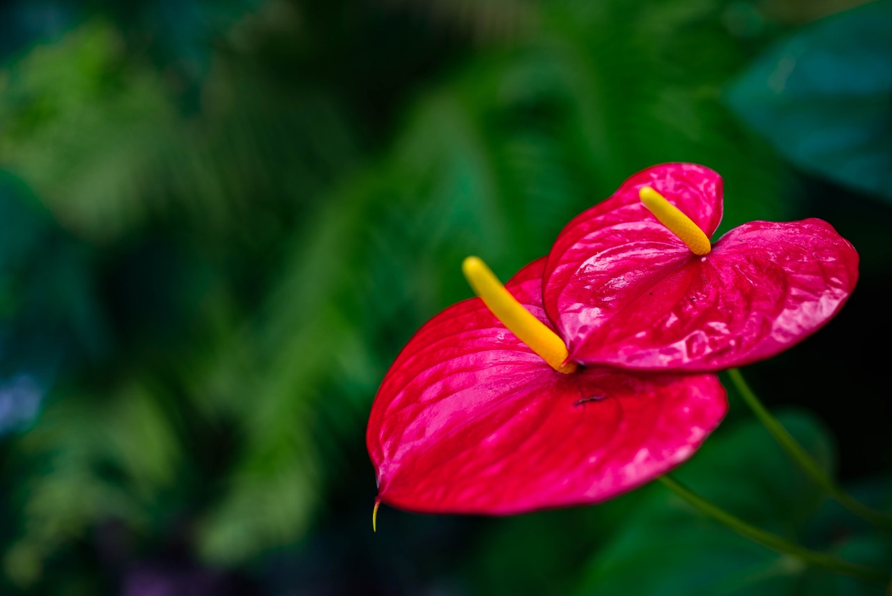 How You Should Care For An Indoor Red Anthurium Plant